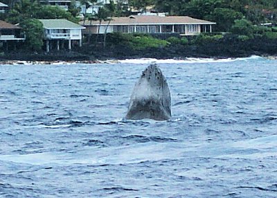 Humpback Whale1.0309.jpg
