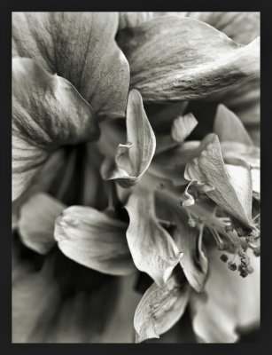 Hibiscus in Monochrome