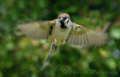 Tree Sparrow - DSC_3224.jpg