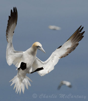 Gannet - DSC_4866.jpg