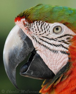 Macaw Profile - DSC_5654.jpg