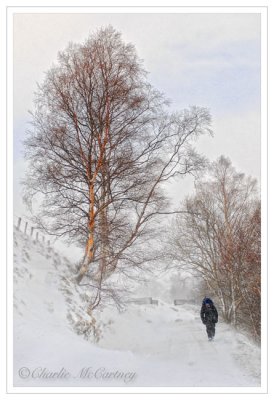 Winter Walk, Glen Tilt - DSC_0688.jpg