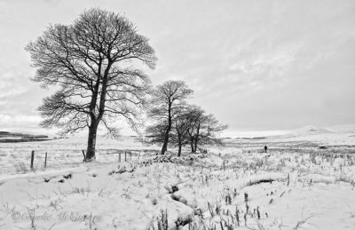 Winter Walk - DSC_7841.jpg