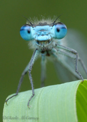 Common Blue Damselfly.jpg