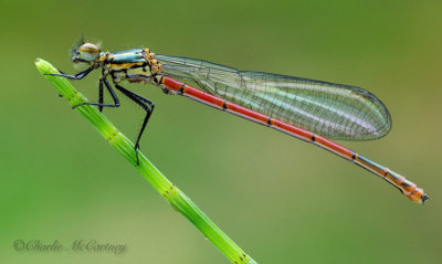 Large Red Damselfly.jpg