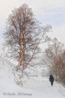 Winter Walk, Glen Tilt.jpg