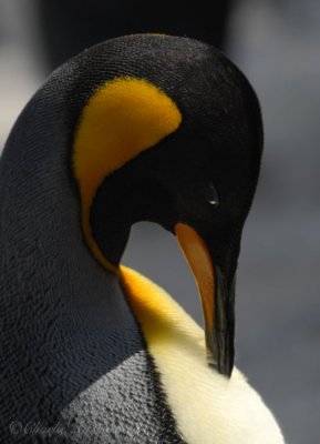 King Penguin - DSC_0400.jpg