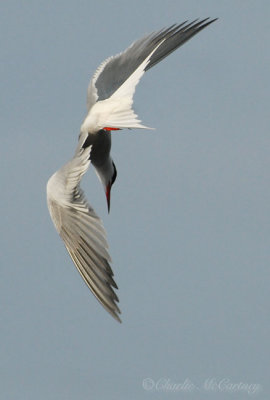 Common Tern - DSC_0721.jpg