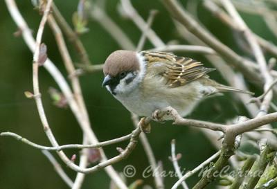 Tree Sparrow - DSC_1019.jpg
