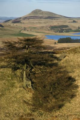 Falkland Hill, Fife - DSC_0489.jpg