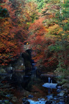 The Hermitage, Dunkeld - DSC_4408.jpg