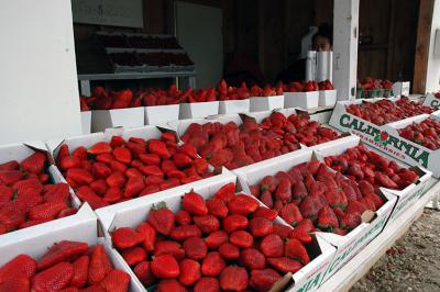 Strawberry Stand