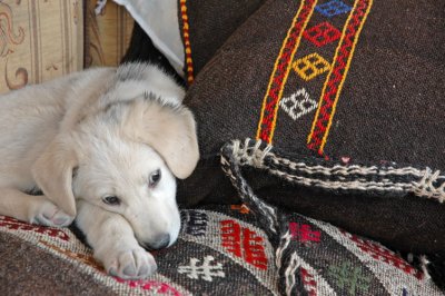 Carpet Salesman - Goreme