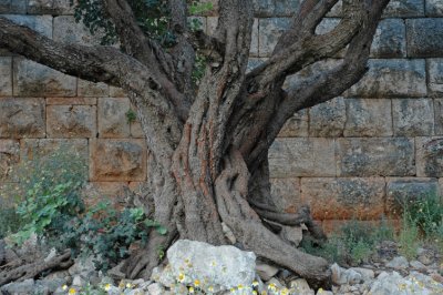 Tree by Hellenistic Temple
