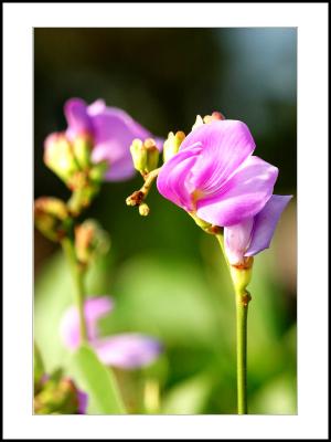 Beach Flower # 1