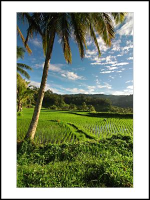 Batu Sangkar Rice Field