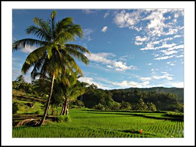 The Green Valley of Batu Sangkar