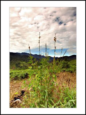 Gunung Talang-01