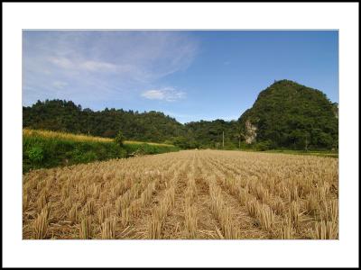 Rice Field after The Harvest