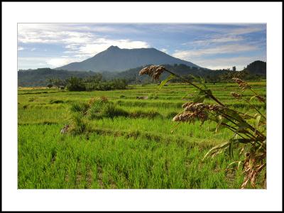 Rice Field near Merapi Mt