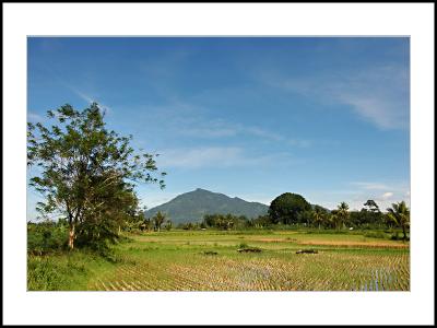 Payakumbuh Rice Field-01