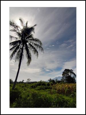 Payakumbuh Rice Field-02