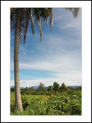 Payakumbuh Rice Field-03