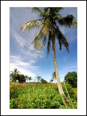 Payakumbuh Rice Field-04