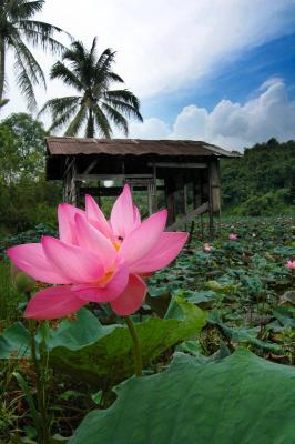Guard House of Lotus Pond's