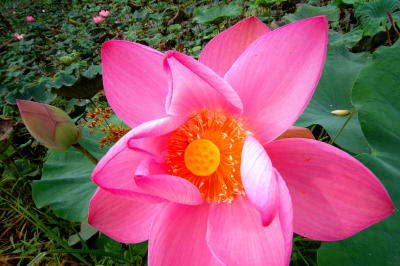 Vivid Lotus