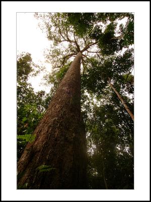 The Big Tree of Kruing