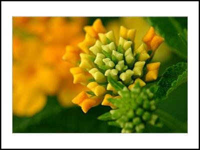 Standing Above The Yellow Flower