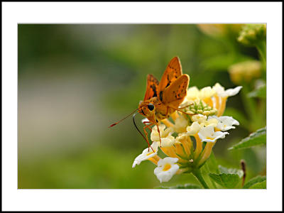 Butterfly-03