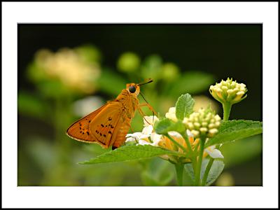 Butterfly-06