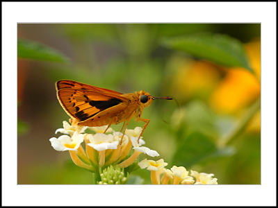 Butterfly-09