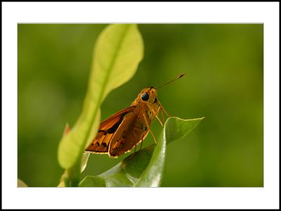 Butterfly-13