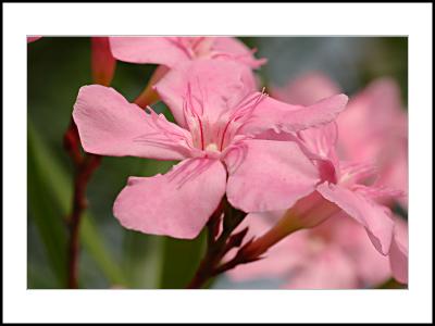 Pink Flower