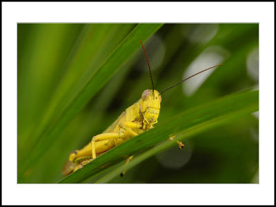 Grasshopper-02