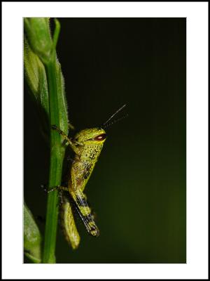 Grasshopper-04