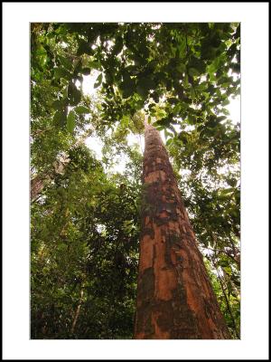 The Bangkirai Tree