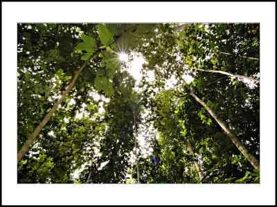 The Dense of Tropical Rain Forest