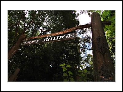 The Banner of Canopy Bridge