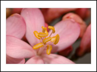 Pink Flower