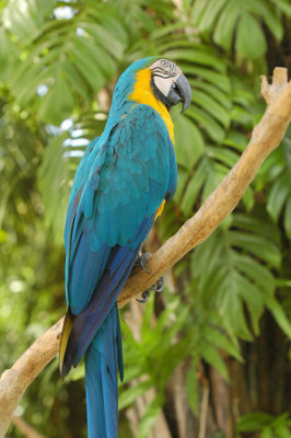 Parrot