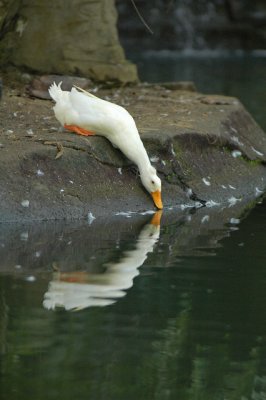 Watering Duck