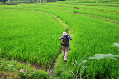 Rice field with scale