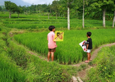 at the rice field