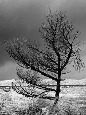 Prevailing Winds