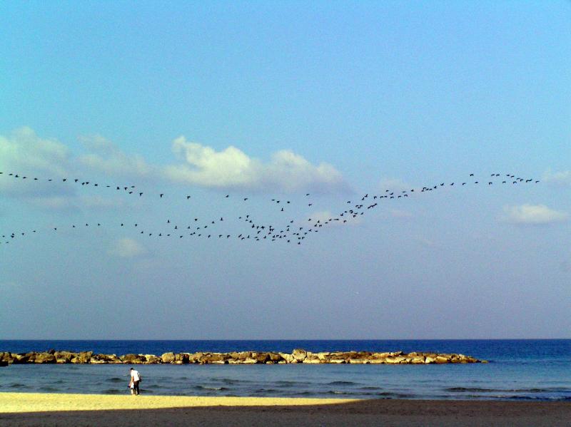 Bird migrations heading north.JPG