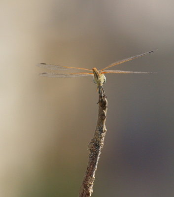 dragonfly on twig2.JPG
